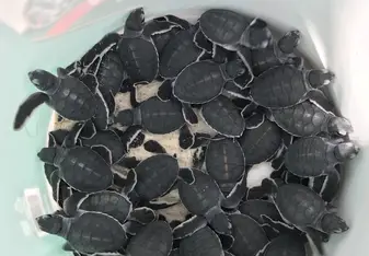 Hatchlings!