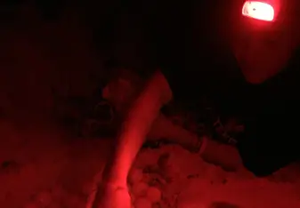 Intern with headlight collects turtle eggs from the nest