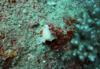 Nudibranch nudibranch oh nudi nudibranch