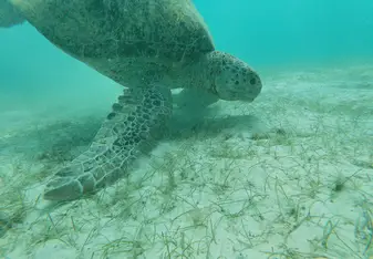 Side on photo of green sea turtle feeding on sea grass