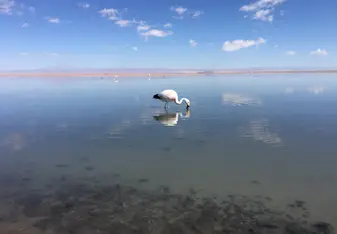 An Andean flamingo feeding in the Atacama Salt Flat in northern Chile's Atacama Desert.