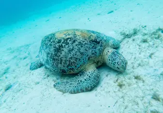 A feeding turtle photographed during a data logging dive with the project. 