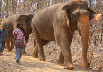 Elephant Sanctuary Tour