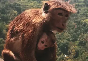 Momma & Baby Monkey