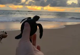 Turtle