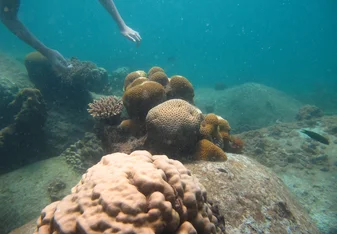 Hand reaching out for coral 