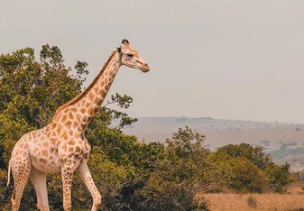Big 5 African Wildlife & Conservation