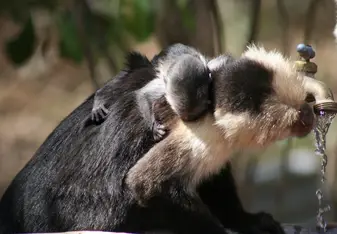 A baby Capuchin clings to its mother while she takes a drink at our campsite
