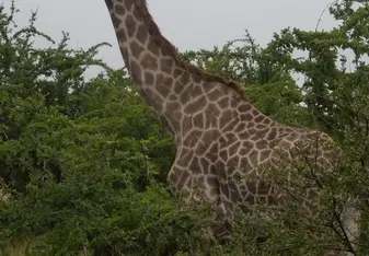 Twiga! Giraffe in Swahili! 