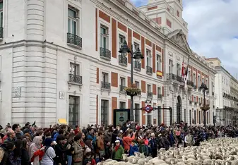 Annual festival of the migration of sheep through the capital Madrid