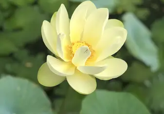 Lotus Flower 