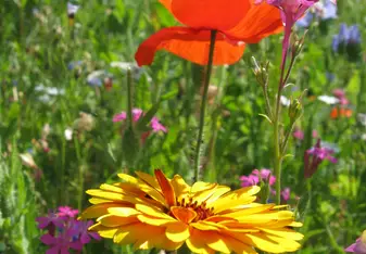 Wildflowers on Campus