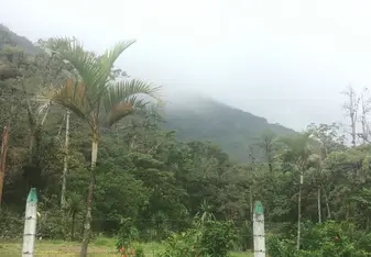 talk trees, cloudy, mountain