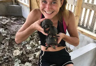 Three baby Giant Tortoises on one of our surveys tagging, weighing, and assessing their health.