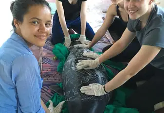 Measuring and weighing the baby manatees
