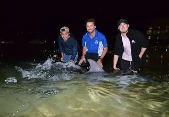 Dolphin feeding!