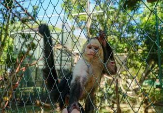 Prince the Capuchin Monkey