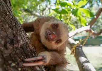 2-toed Sloth