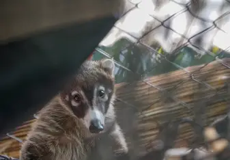 Yucca (Baby Coati)