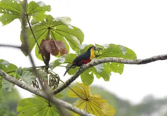 toucan on the way to town