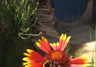 Flower at Hobbiton
