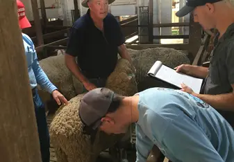 Looking at wool quality with Colin Seis - Gulgong