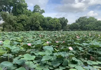 view of honey lake in Shenzhen 