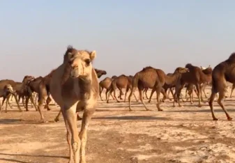 Camels in Azraq while we had a Bedouin-style dinner