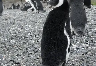 I spent a few hours with a colony of 8 000 wild penguins