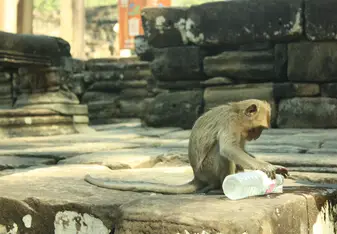 monkey 