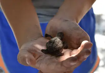 A baby hawksbill turtle that we found lost at the back of the beach so helped into the ocean 