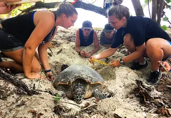 The team working up a female turtle who had come up onto the beach to neat 