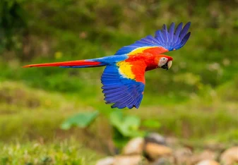 Scarlet macaw flying in Costa Rica