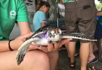 a small sea turtle held in a hand