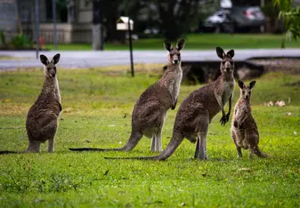 a group of kangaroos