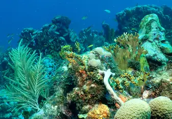 scuba diving