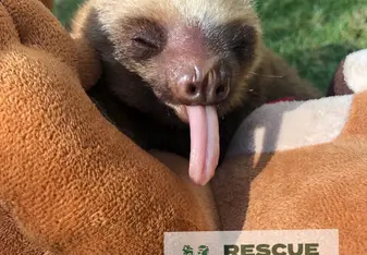 Maximus the sloth
