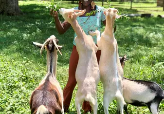 Psalms is smiling while feeding four goats
