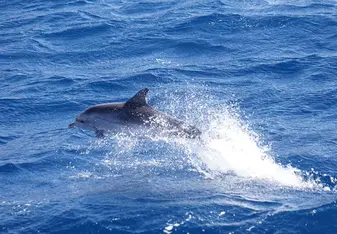 Dolphins