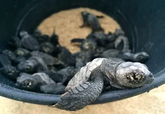 Sea turtle hatchlings inside a bucket about to be released to the sea
