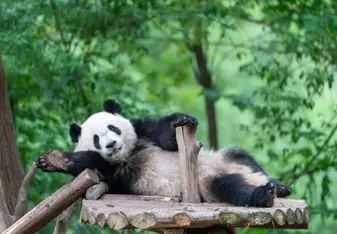 Panda's hometown