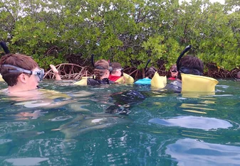 Snorkeling in mangroves