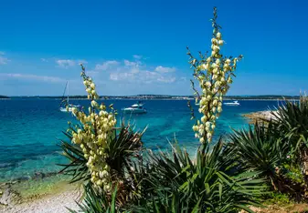 Cactus island