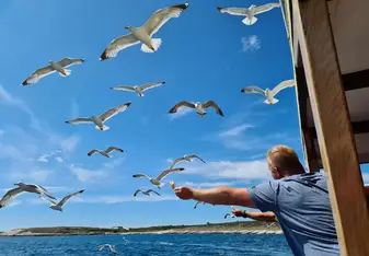 Feeding seagulls 