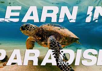 Learn in Paradise 