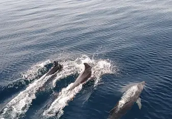 Dolphins at our evening excursions