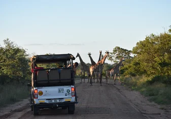 Giraffes crossing the road in Kruger National Park as students watch