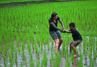 Rice Fields 