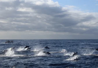 Marine Conservation Project in Tenerife