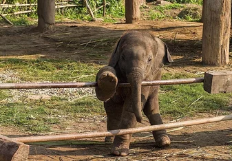 Baby Elephant Nepal